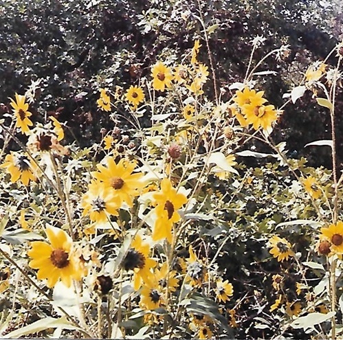 15 vv sun flowers